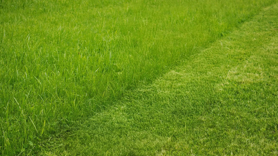 The Magic of Regular Mowing: Expert Tips from Dr. TerraMow